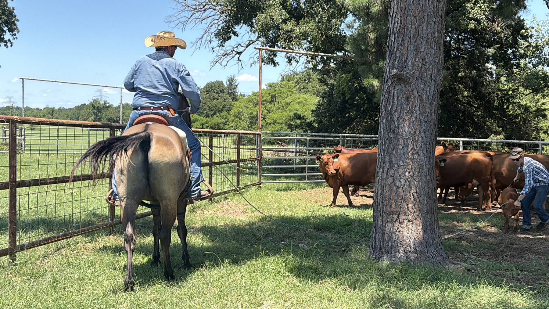 Working cattle on horseback at the ranch